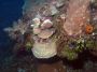 AmbergrisCaye05 - 044